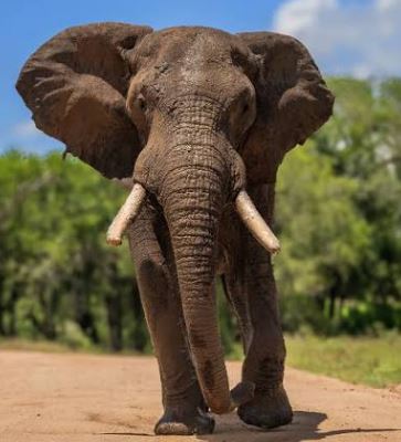 african elephant bull