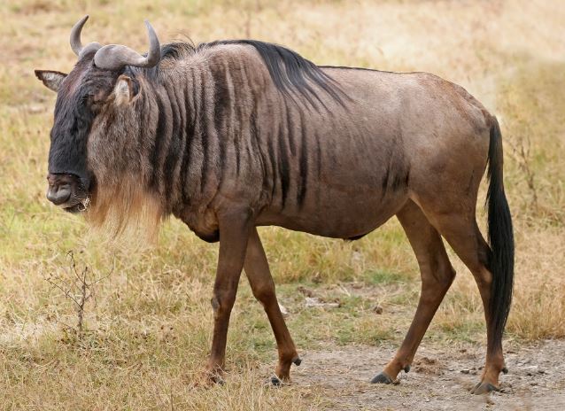 blue wildebeest bull