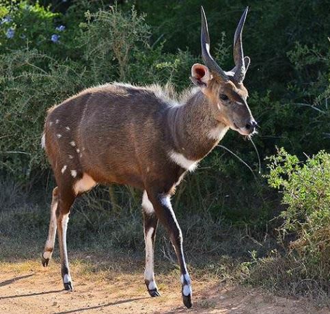 bushbuck bull