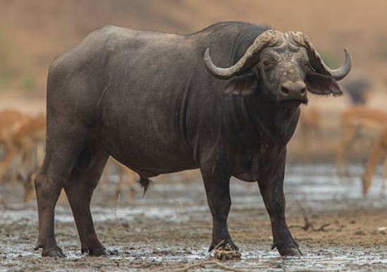 cape buffalo bull