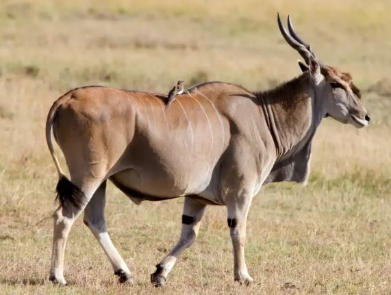 eland bull
