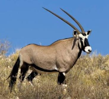 gemsbok bull