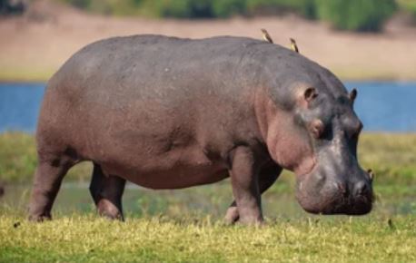 hippopotamus bull
