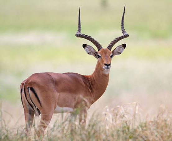 impala ram