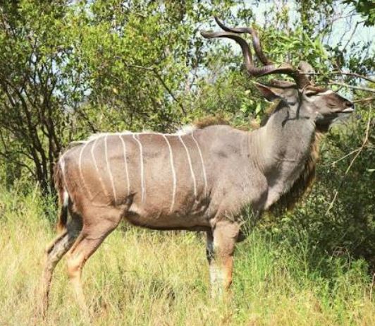 kudu bull
