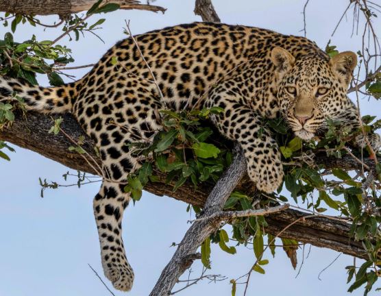 leopard male