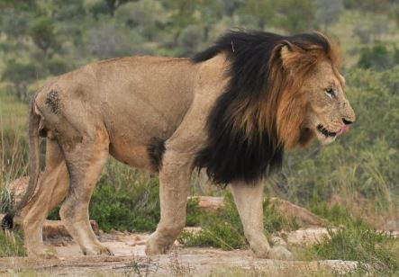 lion male