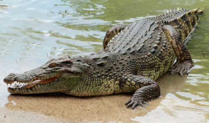 nile crocodile bull