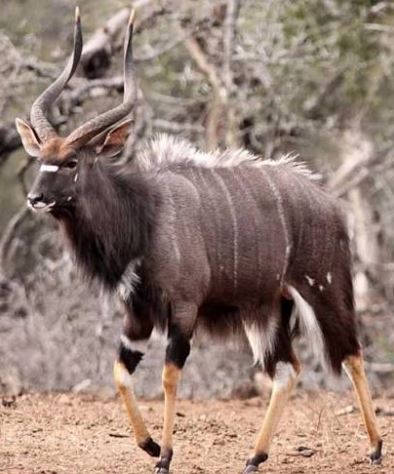 nyala bull