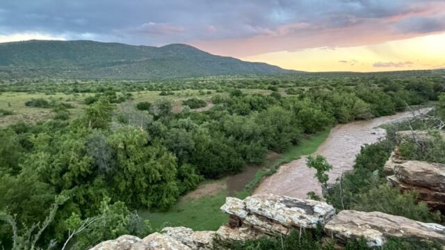 Belvedere Safaris
