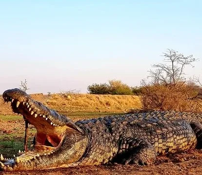 SJ Legends Safaris