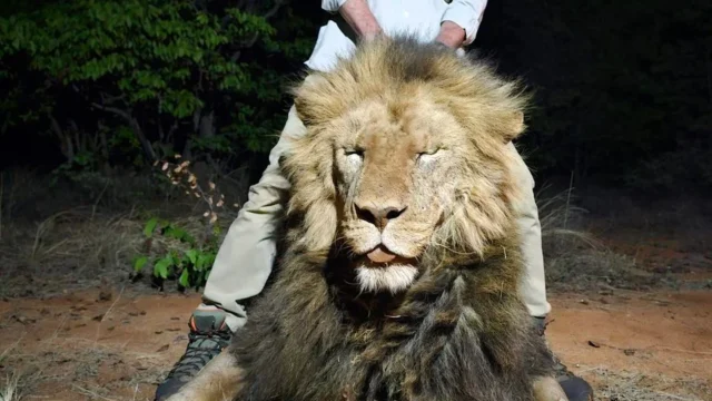 SJ Legends Safaris